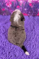 Natalie Mini Bernedoodle 🐶, a female Miniature Bernedoodle for sale in Walnut Creek, OH – 4 of 7