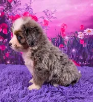 Karma 🐶, a female Miniature Bernedoodle for sale in Walnut Creek, OH – 3 of 5