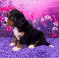 Noah Mini Bernese 🐶2695, a male Bernese Mountain Dog and Cavalier King Charles Spaniel for sale in Walnut Creek, OH – 3 of 7