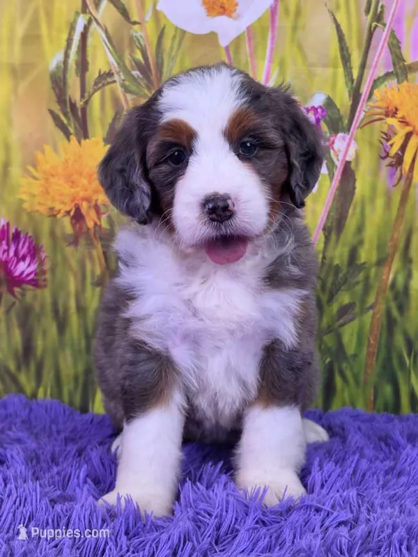 Tulip – Miniature Bernedoodle puppy for sale in Walnut Creek, OH