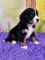 Heath Mini Bernese 🐶, a male Bernese Mountain Dog and Cavalier King Charles Spaniel for sale in Walnut Creek, OH – Photo 2 of 4