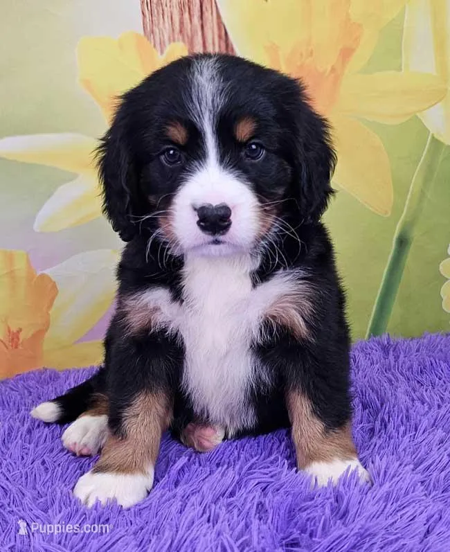 Heath Mini Bernese 🐶 – Bernese Mountain Dog, Cavalier King Charles Spaniel puppy for sale in Walnut Creek, OH