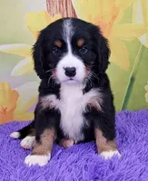 Heath Mini Bernese 🐶, a male Bernese Mountain Dog and Cavalier King Charles Spaniel for sale in Walnut Creek, OH – Photo 1 of 4