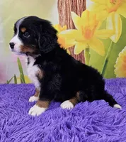 Heath Mini Bernese 🐶, a male Bernese Mountain Dog and Cavalier King Charles Spaniel for sale in Walnut Creek, OH – Photo 3 of 4