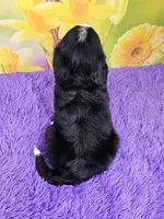 Heath Mini Bernese 🐶, a male Bernese Mountain Dog and Cavalier King Charles Spaniel for sale in Walnut Creek, OH – Photo 4 of 4