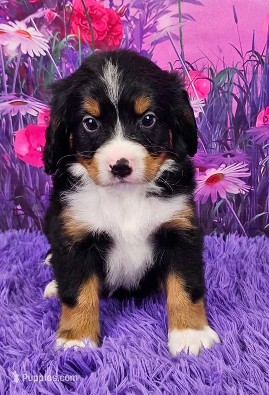 Romeo (Mini Bernese) 🐶 – Bernese Mountain Dog, Cavalier King Charles Spaniel puppy for sale in Walnut Creek, OH