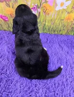 Savannah (Mini Bernese) 🐶, a female Bernese Mountain Dog and Cavalier King Charles Spaniel for sale in Walnut Creek, OH – 4 of 7