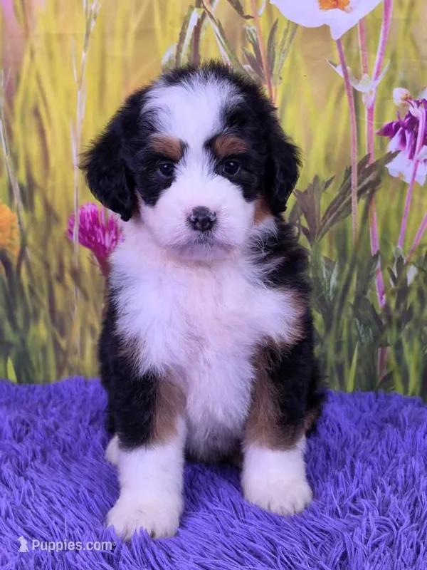 Willow – Miniature Bernedoodle puppy for sale in Walnut Creek, OH