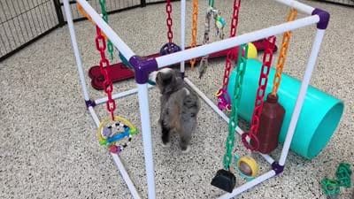 Nellie Mini Bernedoodle 🐶, a female Miniature Bernedoodle for sale in Walnut Creek, OH – 5 of 7