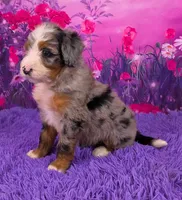 Nova Mini Bernedoodle 🐶, a female Miniature Bernedoodle for sale in Walnut Creek, OH – 3 of 7