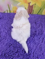 Tigger Micro Mini, a male Sheepadoodle for sale in Walnut Creek, OH – Photo 4 of 4