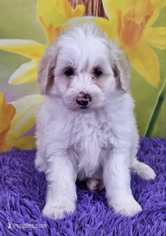 Tigger Micro Mini – Sheepadoodle puppy for sale in Walnut Creek, OH