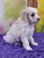 Tigger Micro Mini, a male Sheepadoodle for sale in Walnut Creek, OH – Photo 2 of 4