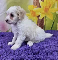 Tigger Micro Mini, a male Sheepadoodle for sale in Walnut Creek, OH – Photo 3 of 4