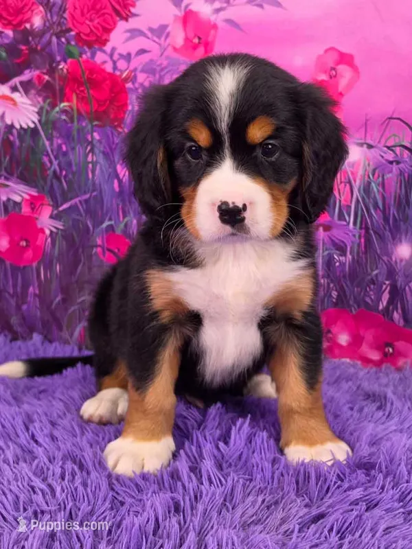 Sparkler Mini Bernese – Bernese Mountain Dog, Cavalier King Charles Spaniel puppy for sale in Walnut Creek, OH