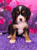 Sparkler Mini Bernese, a male Bernese Mountain Dog and Cavalier King Charles Spaniel for sale in Walnut Creek, OH – 1 of 7