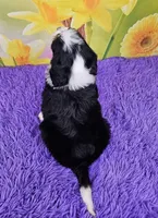 Bernina, a female Miniature Bernedoodle for sale in Walnut Creek, OH – Photo 4 of 4