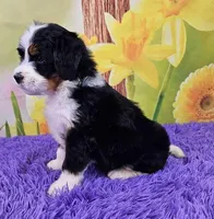 Bernina, a female Miniature Bernedoodle for sale in Walnut Creek, OH – Photo 3 of 4