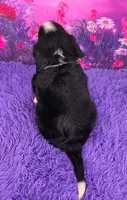 Nadine Mini Bernese 🐶, a female Bernese Mountain Dog and Cavalier King Charles Spaniel for sale in Walnut Creek, OH – 4 of 7