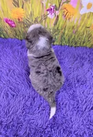 Posy, a female Miniature Bernedoodle for sale in Walnut Creek, OH – 4 of 5