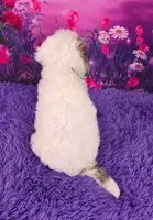 Summer Mini Sheepadoodle 🐶, a female Poodle - Miniature  and Sheepadoodle for sale in Walnut Creek, OH – 4 of 7