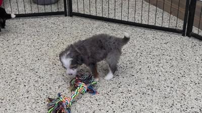 Navi Mini Bernedoodle 🐶, a female Miniature Bernedoodle for sale in Walnut Creek, OH – 5 of 7