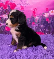 Niles Mini Bernedoodle 🐶, a male Miniature Bernedoodle for sale in Walnut Creek, OH – 2 of 7