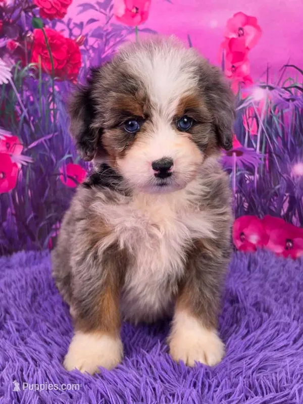 Karma 🐶 – Miniature Bernedoodle puppy for sale in Walnut Creek, OH