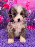 Karma 🐶, a female Miniature Bernedoodle for sale in Walnut Creek, OH – 1 of 5