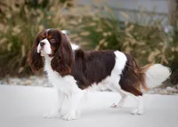 Liam Mini Bernese 🐶, a male Bernese Mountain Dog and Cavalier King Charles Spaniel for sale in Walnut Creek, OH – 7 of 7