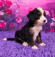 Nora Mini Bernedoodle 🐶, a female Miniature Bernedoodle for sale in Walnut Creek, OH – 2 of 7
