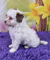 Toffee Micro Mini, a male Sheepadoodle for sale in Walnut Creek, OH – Photo 3 of 4