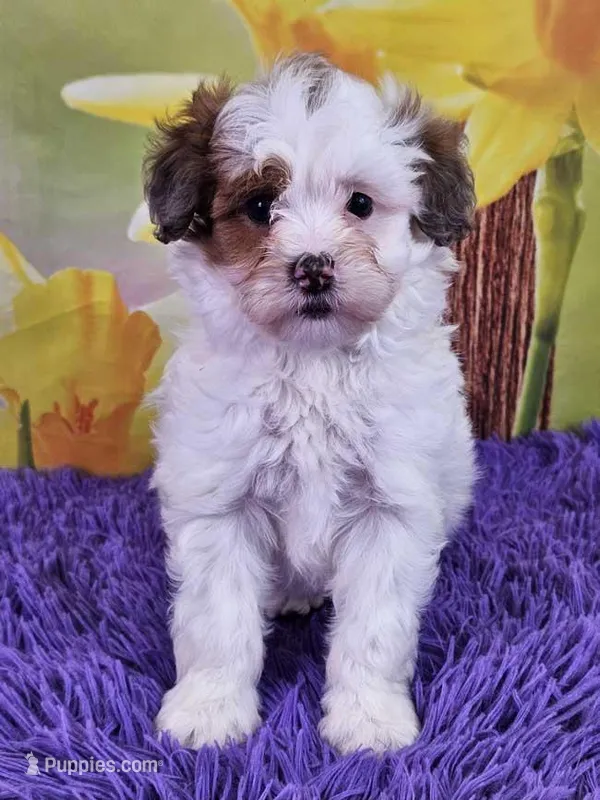 Toffee Micro Mini – Sheepadoodle puppy for sale in Walnut Creek, OH