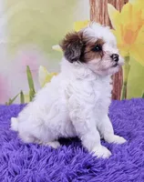 Toffee Micro Mini, a male Sheepadoodle for sale in Walnut Creek, OH – Photo 2 of 4