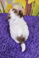 Toffee Micro Mini, a male Sheepadoodle for sale in Walnut Creek, OH – Photo 4 of 4