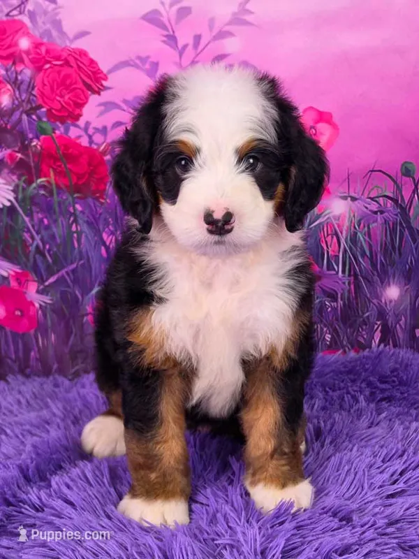 Zyrus 🐶 – Miniature Bernedoodle puppy for sale in Walnut Creek, OH