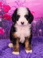 Zyrus 🐶, a male Miniature Bernedoodle for sale in Walnut Creek, OH – 1 of 7