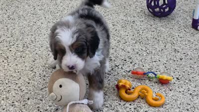 Kai 🐶, a male Miniature Bernedoodle for sale in Walnut Creek, OH – 5 of 5