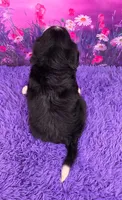 Noah Mini Bernese 🐶2695, a male Bernese Mountain Dog and Cavalier King Charles Spaniel for sale in Walnut Creek, OH – 4 of 7