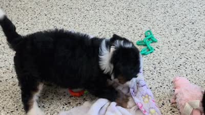 Harmony  🐶, a female Miniature Bernedoodle for sale in Walnut Creek, OH – 5 of 5