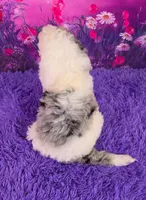 Snoopy Mini Sheepsdoodle 🐶, a male Poodle - Miniature  and Sheepadoodle for sale in Walnut Creek, OH – 4 of 7