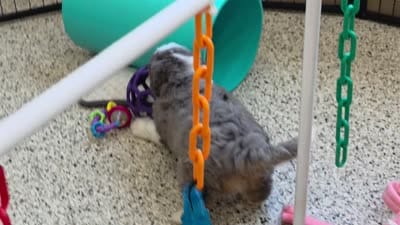 Hubert 🐶, a male Miniature Bernedoodle for sale in Walnut Creek, OH – 5 of 5