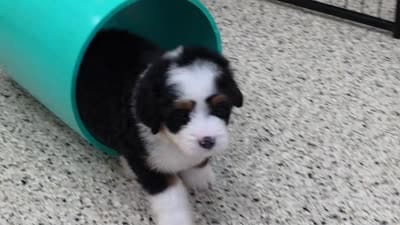 Willow, a female Miniature Bernedoodle for sale in Walnut Creek, OH – 5 of 5