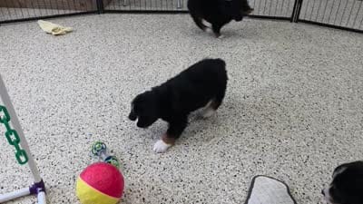 Noah Mini Bernese 🐶2695, a male Bernese Mountain Dog and Cavalier King Charles Spaniel for sale in Walnut Creek, OH – 7 of 7