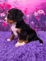 Sundae Mini Bernese, a female Bernese Mountain Dog and Cavalier King Charles Spaniel for sale in Walnut Creek, OH – 3 of 7