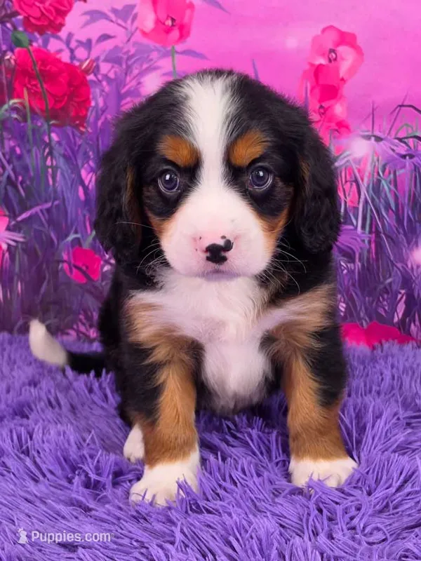 Lego Mini Bernese 🐶 – Bernese Mountain Dog, Cavalier King Charles Spaniel puppy for sale in Walnut Creek, OH