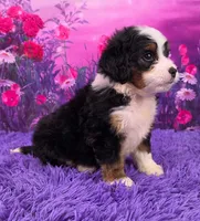 Harmony  🐶, a female Miniature Bernedoodle for sale in Walnut Creek, OH – 2 of 5