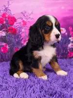 Nadine Mini Bernese 🐶, a female Bernese Mountain Dog and Cavalier King Charles Spaniel for sale in Walnut Creek, OH – 2 of 7