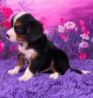 Tuffy Mini Bernese, a male Bernese Mountain Dog and Cavalier King Charles Spaniel for sale in Walnut Creek, OH – 3 of 7
