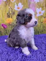 Posy, a female Miniature Bernedoodle for sale in Walnut Creek, OH – 2 of 5